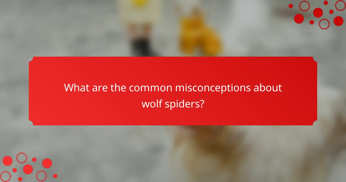 What are the common misconceptions about wolf spiders?