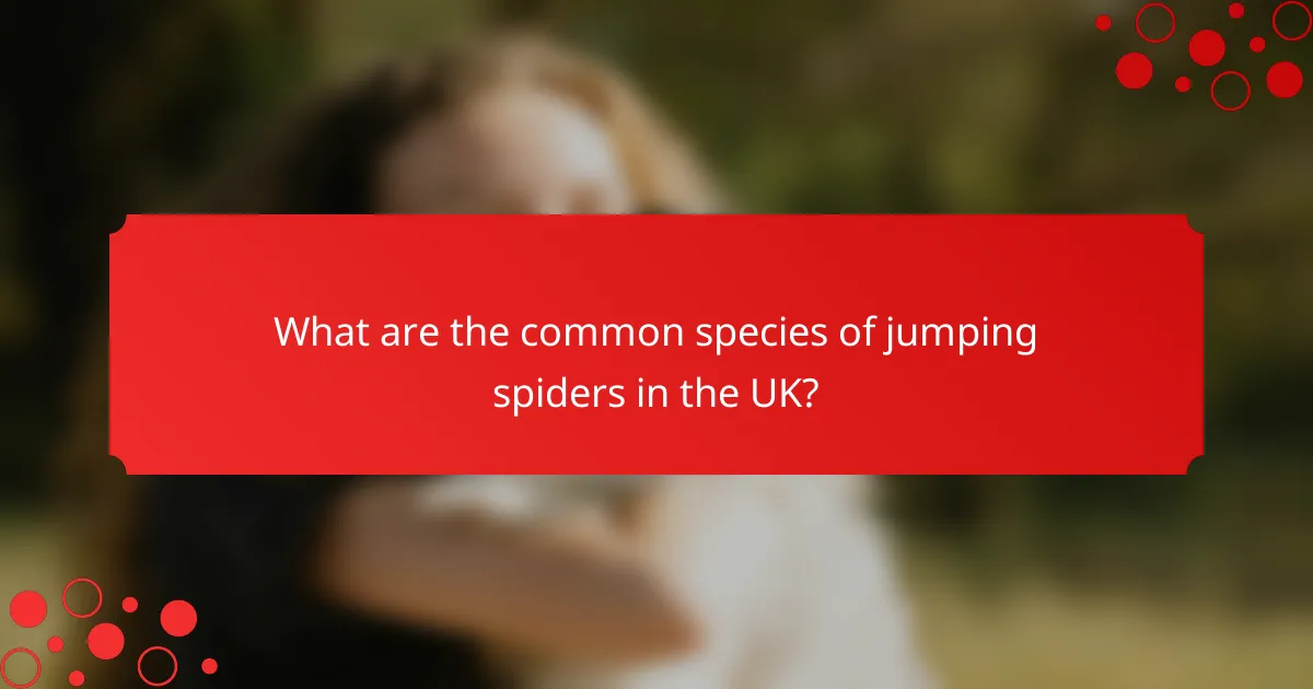 What are the common species of jumping spiders in the UK?