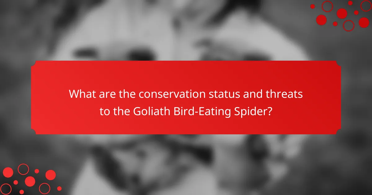 What are the conservation status and threats to the Goliath Bird-Eating Spider?