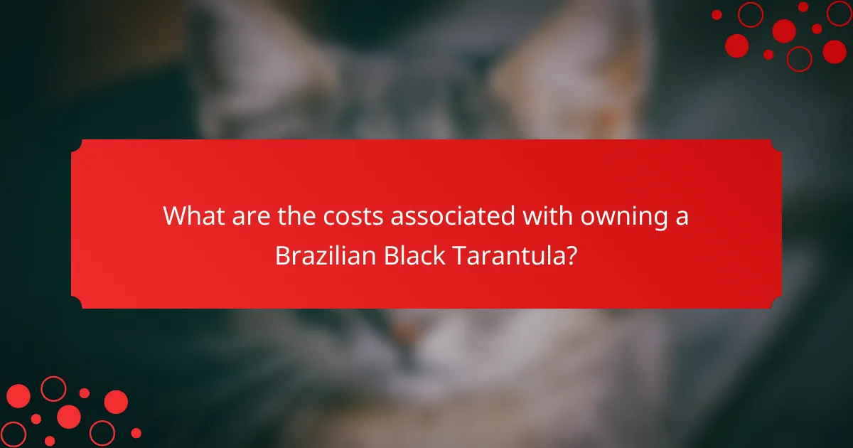 What are the costs associated with owning a Brazilian Black Tarantula?