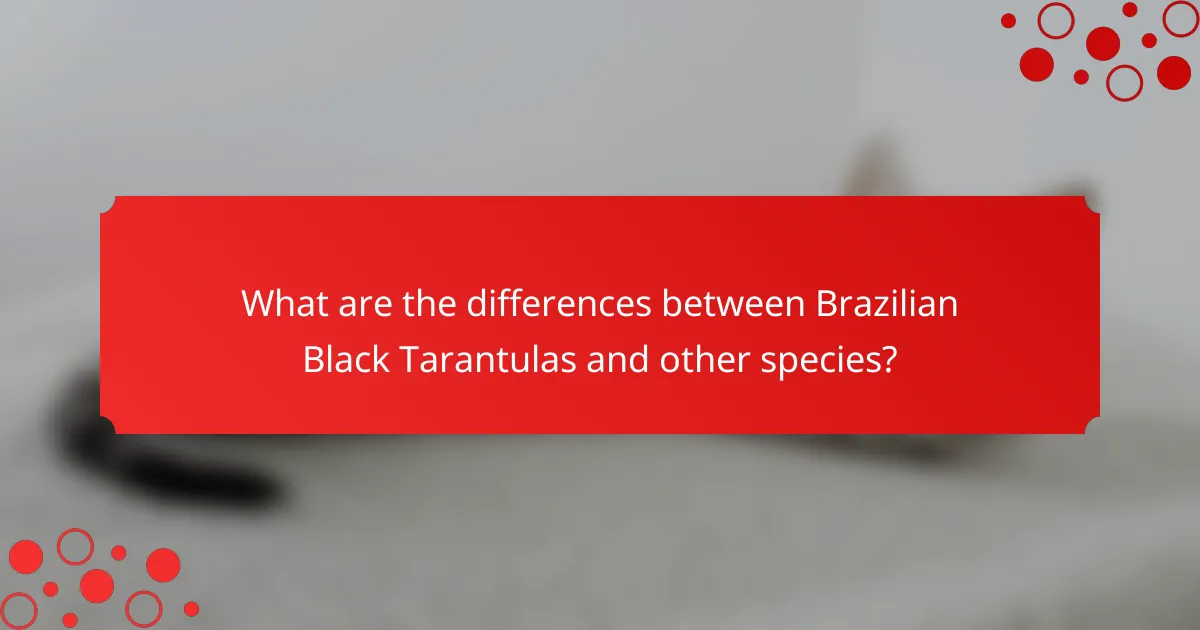 What are the differences between Brazilian Black Tarantulas and other species?