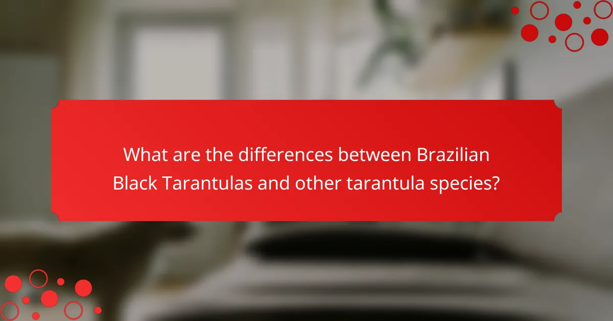 What are the differences between Brazilian Black Tarantulas and other tarantula species?