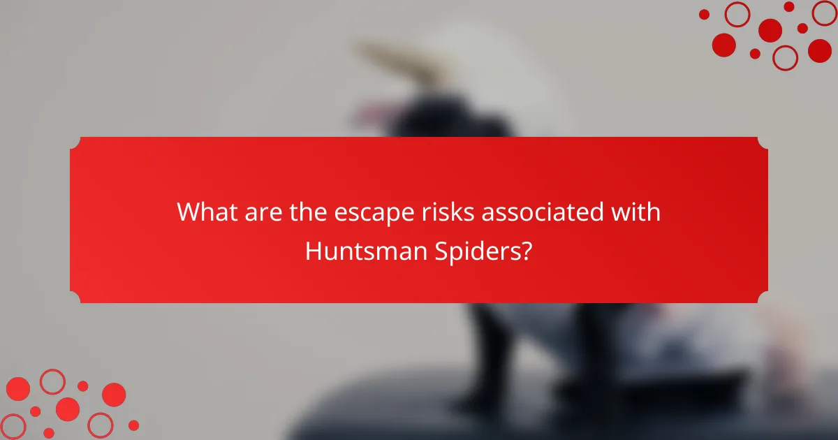 What are the escape risks associated with Huntsman Spiders?