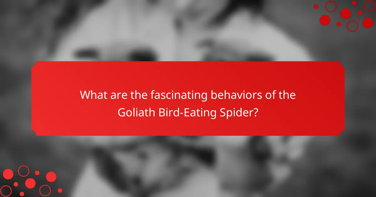 What are the fascinating behaviors of the Goliath Bird-Eating Spider?