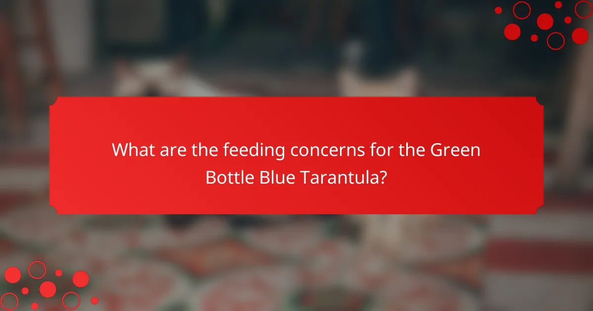 What are the feeding concerns for the Green Bottle Blue Tarantula?