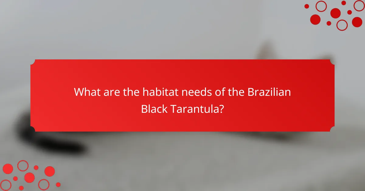 What are the habitat needs of the Brazilian Black Tarantula?