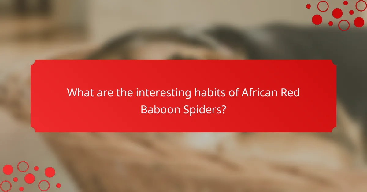What are the interesting habits of African Red Baboon Spiders?