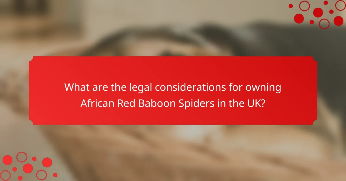 What are the legal considerations for owning African Red Baboon Spiders in the UK?