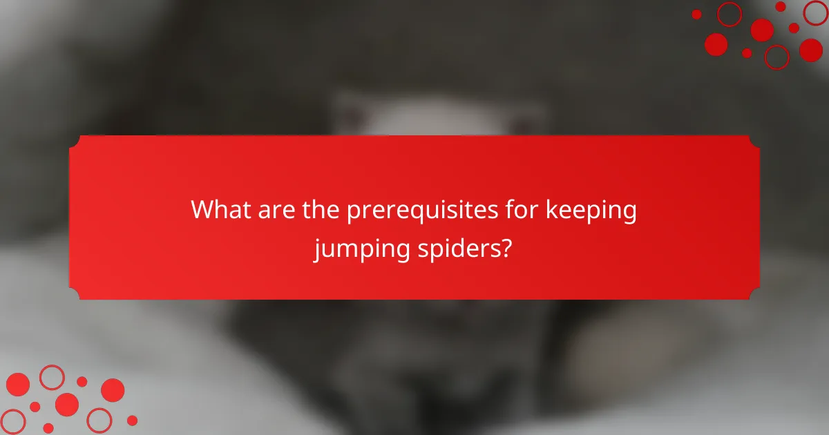 What are the prerequisites for keeping jumping spiders?