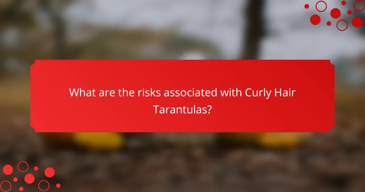 What are the risks associated with Curly Hair Tarantulas?