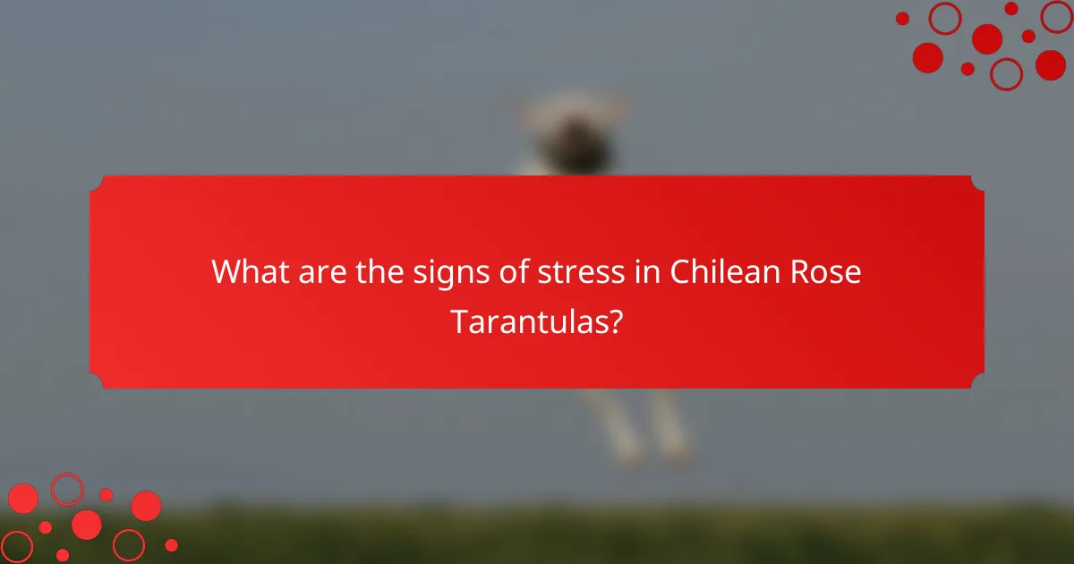 What are the signs of stress in Chilean Rose Tarantulas?