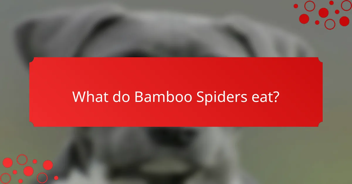 What do Bamboo Spiders eat?