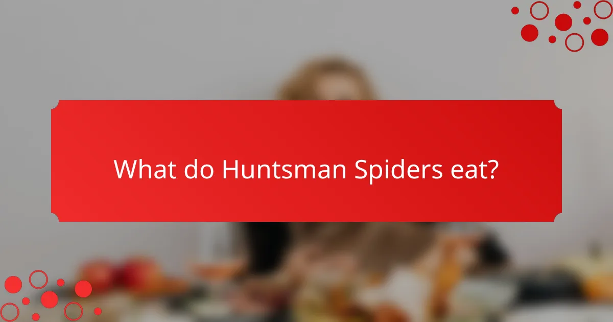 What do Huntsman Spiders eat?