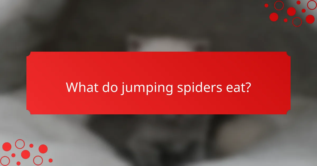 What do jumping spiders eat?