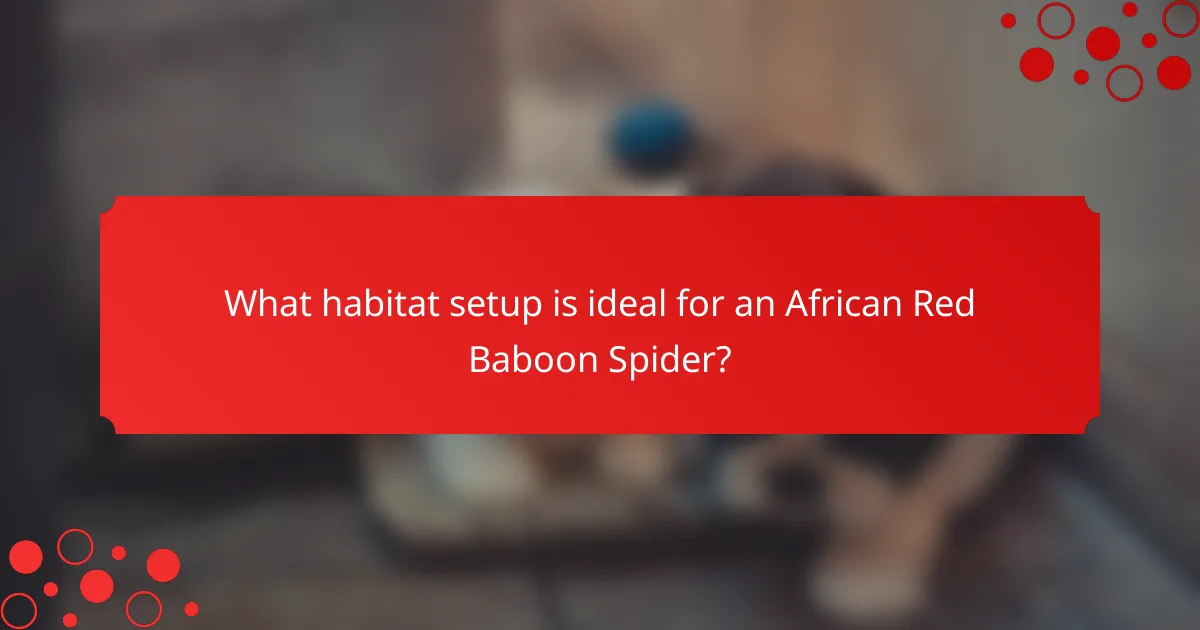 What habitat setup is ideal for an African Red Baboon Spider?