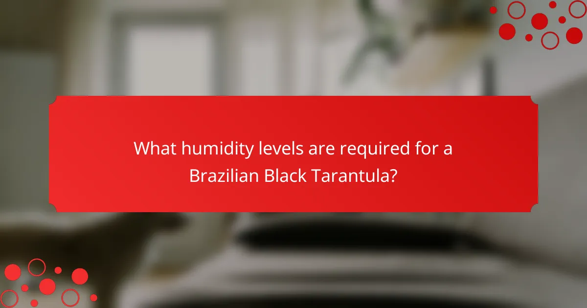 What humidity levels are required for a Brazilian Black Tarantula?