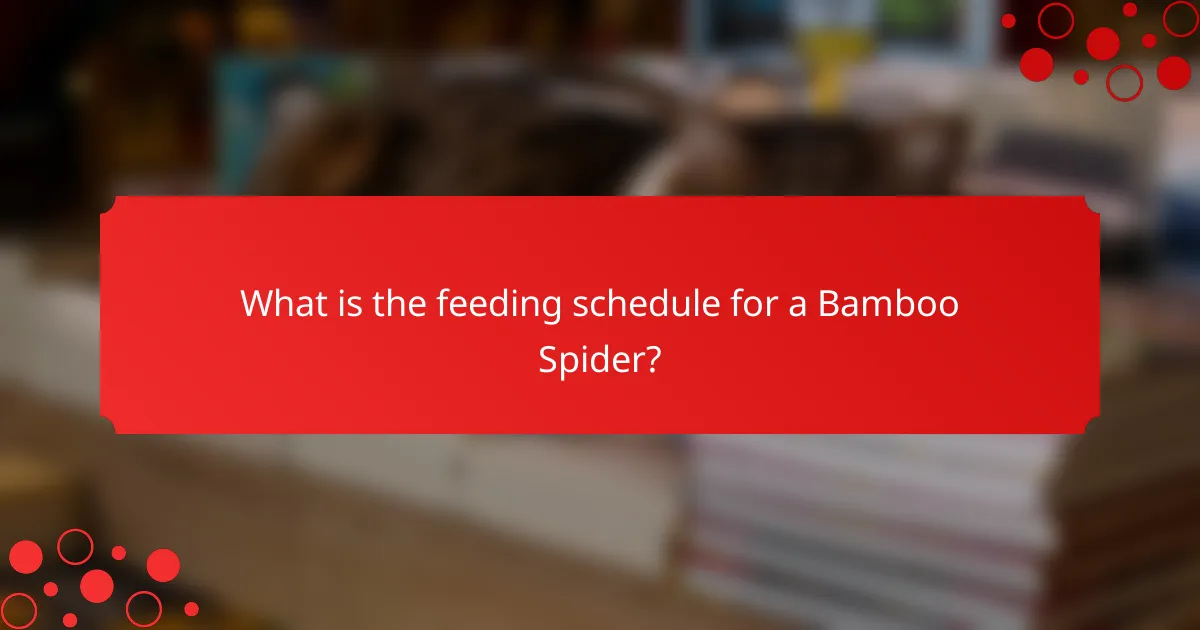 What is the feeding schedule for a Bamboo Spider?