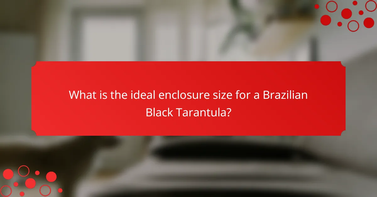 What is the ideal enclosure size for a Brazilian Black Tarantula?
