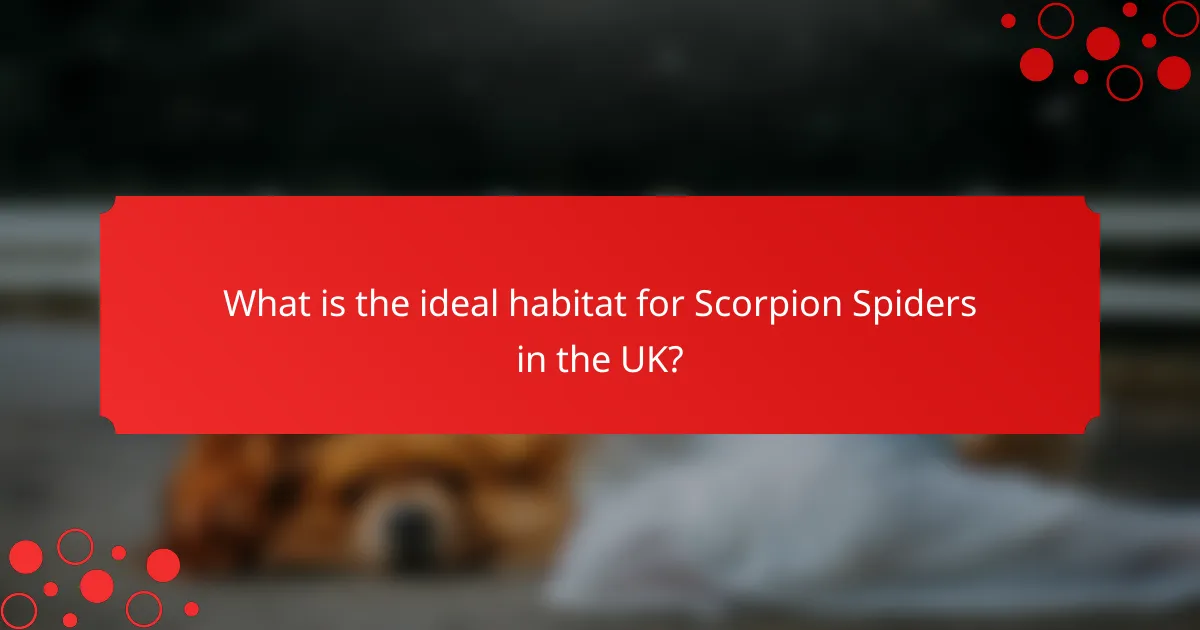 What is the ideal habitat for Scorpion Spiders in the UK?