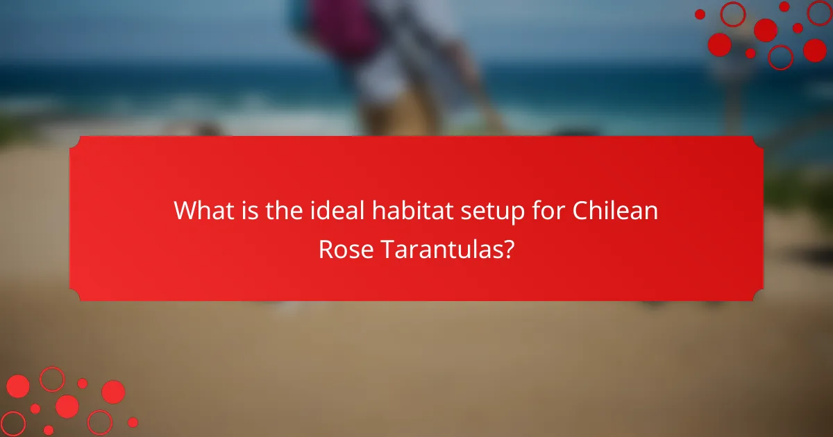 What is the ideal habitat setup for Chilean Rose Tarantulas?