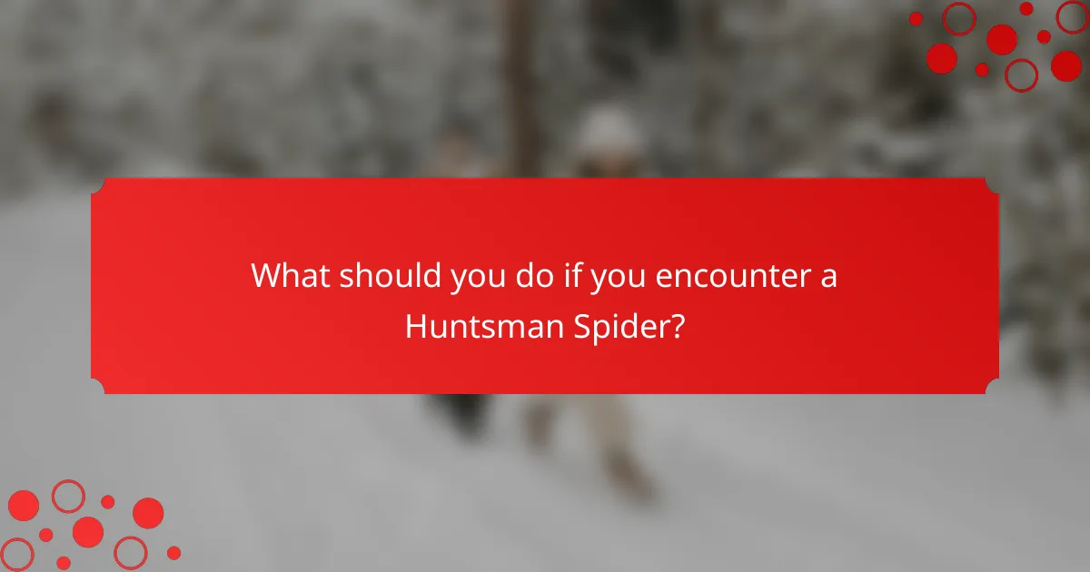 What should you do if you encounter a Huntsman Spider?