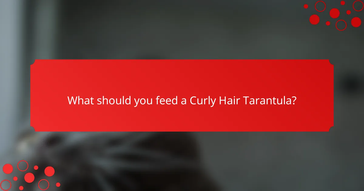 What should you feed a Curly Hair Tarantula?