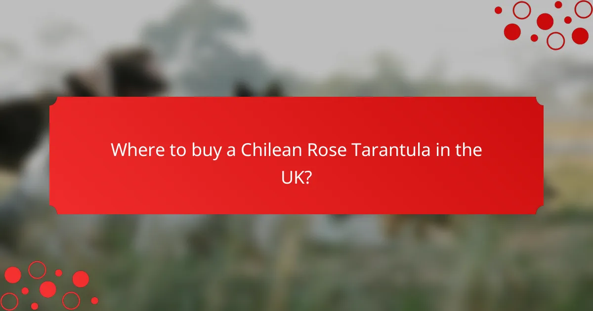 Where to buy a Chilean Rose Tarantula in the UK?