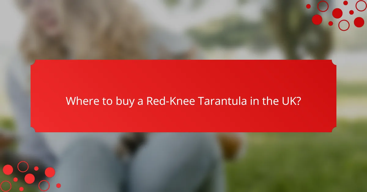 Where to buy a Red-Knee Tarantula in the UK?