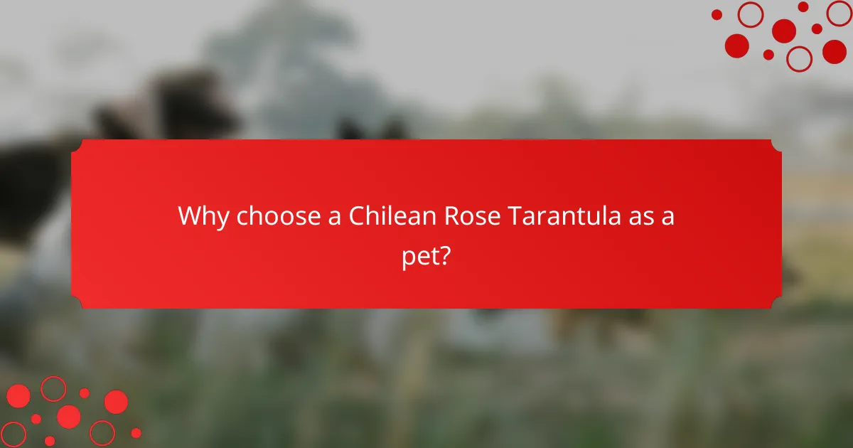 Why choose a Chilean Rose Tarantula as a pet?