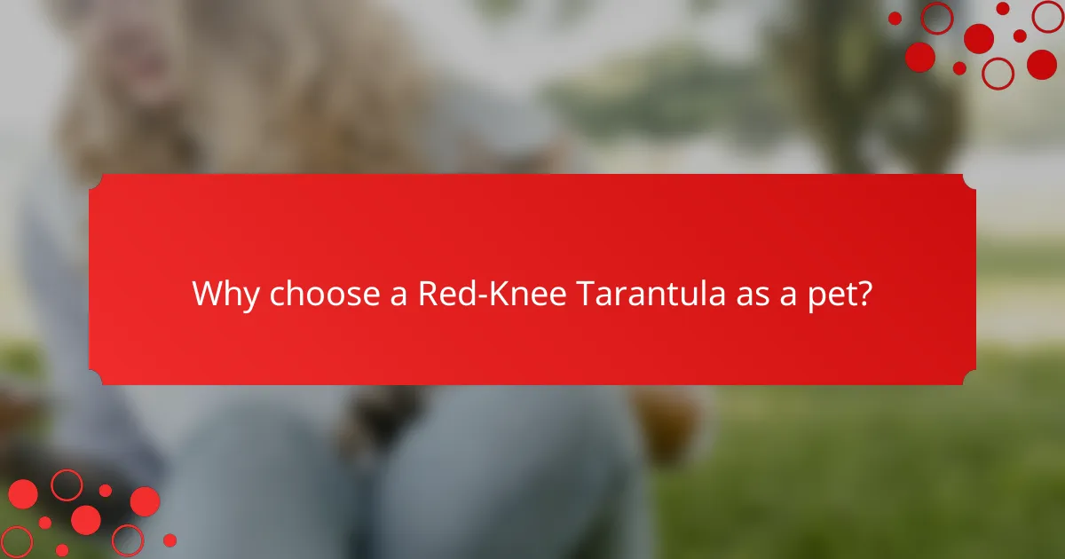 Why choose a Red-Knee Tarantula as a pet?